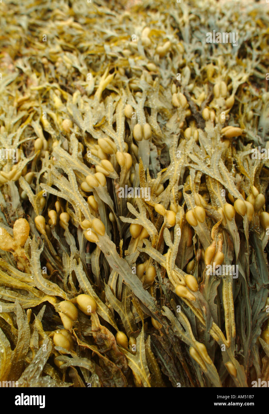 brown and green seaweed with air bladders that help the plant float and stay in the strongest sunshine for photosynthesis Stock Photo