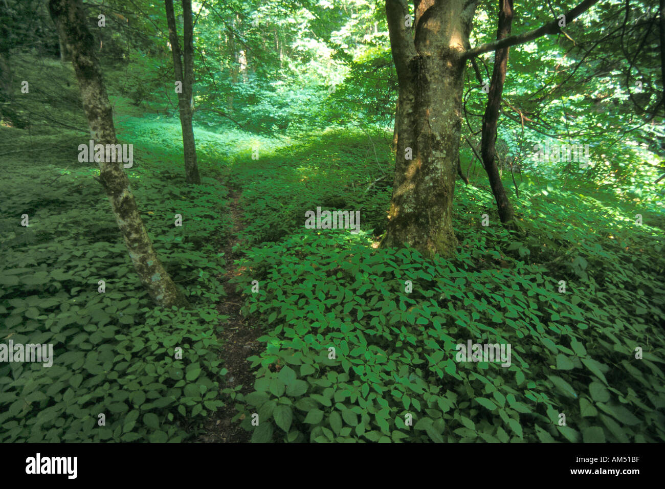 shady forest grove with a narrow foot path through it. Stock Photo