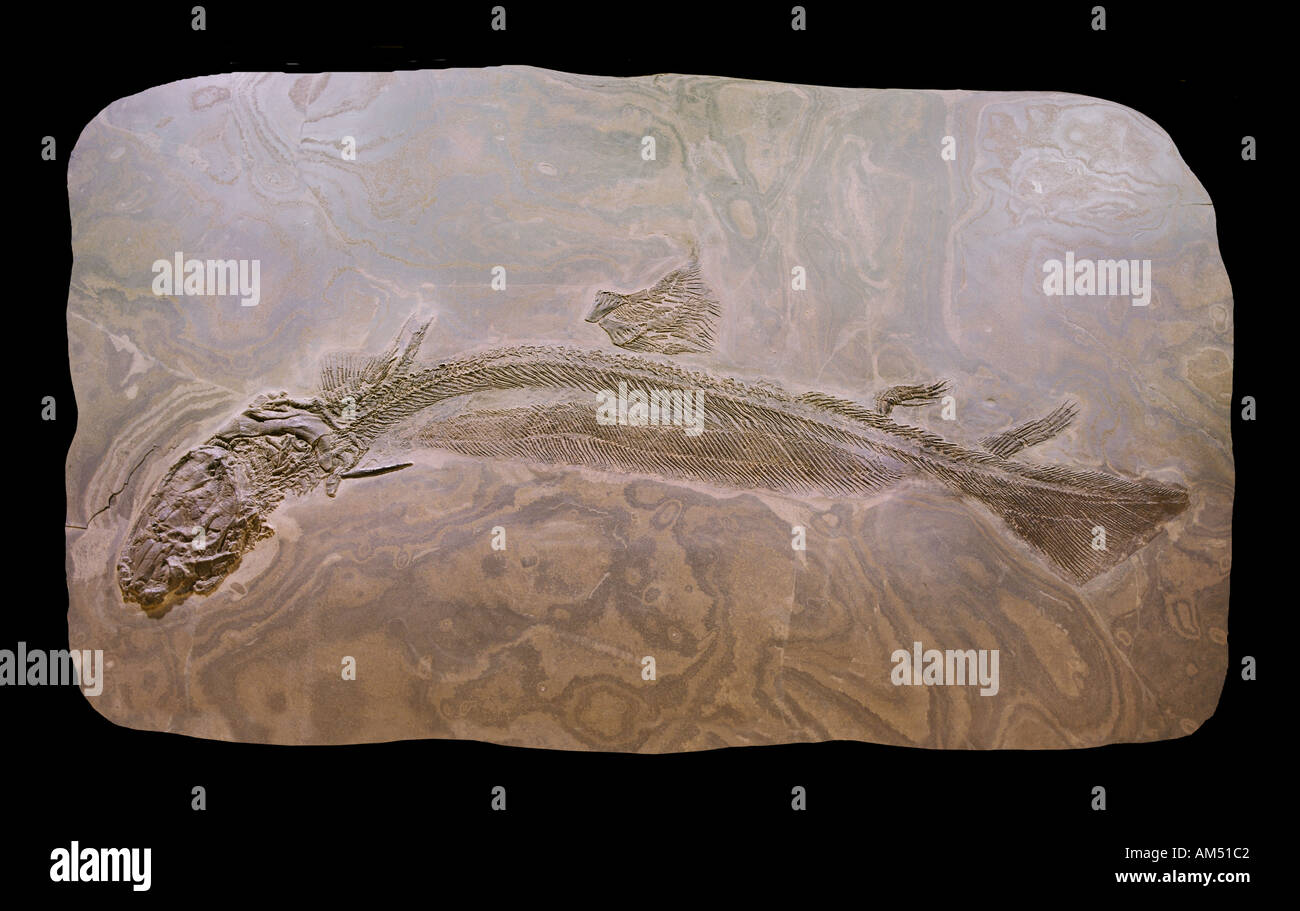 actual fossil of a pre historic shark Stock Photo