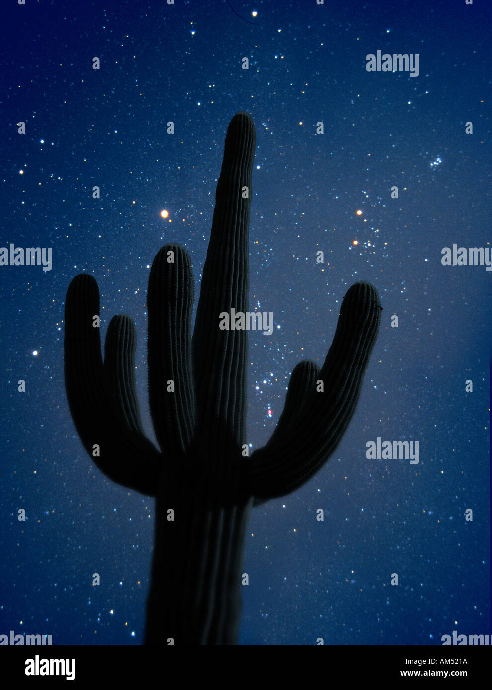 star field behind a large saguaro cactus Stock Photo