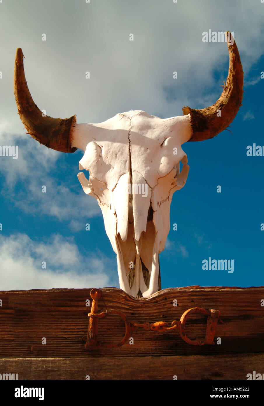steer skull with horns Stock Photo