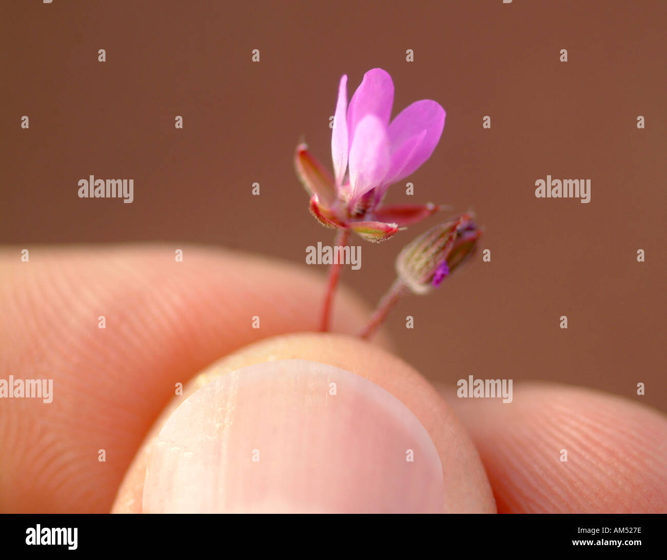 tiny flower held between two fingers Stock Photo