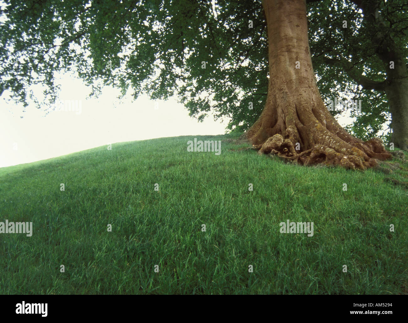 A large shade tree on grassy hill Stock Photo