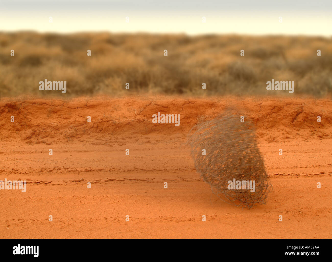 A tumbleweed rolling down a dirt road in the desert Stock Photo