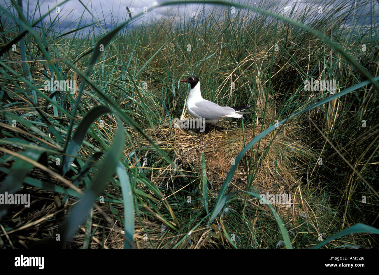 Rottumerplaat the nest of a black headed gull Stock Photo