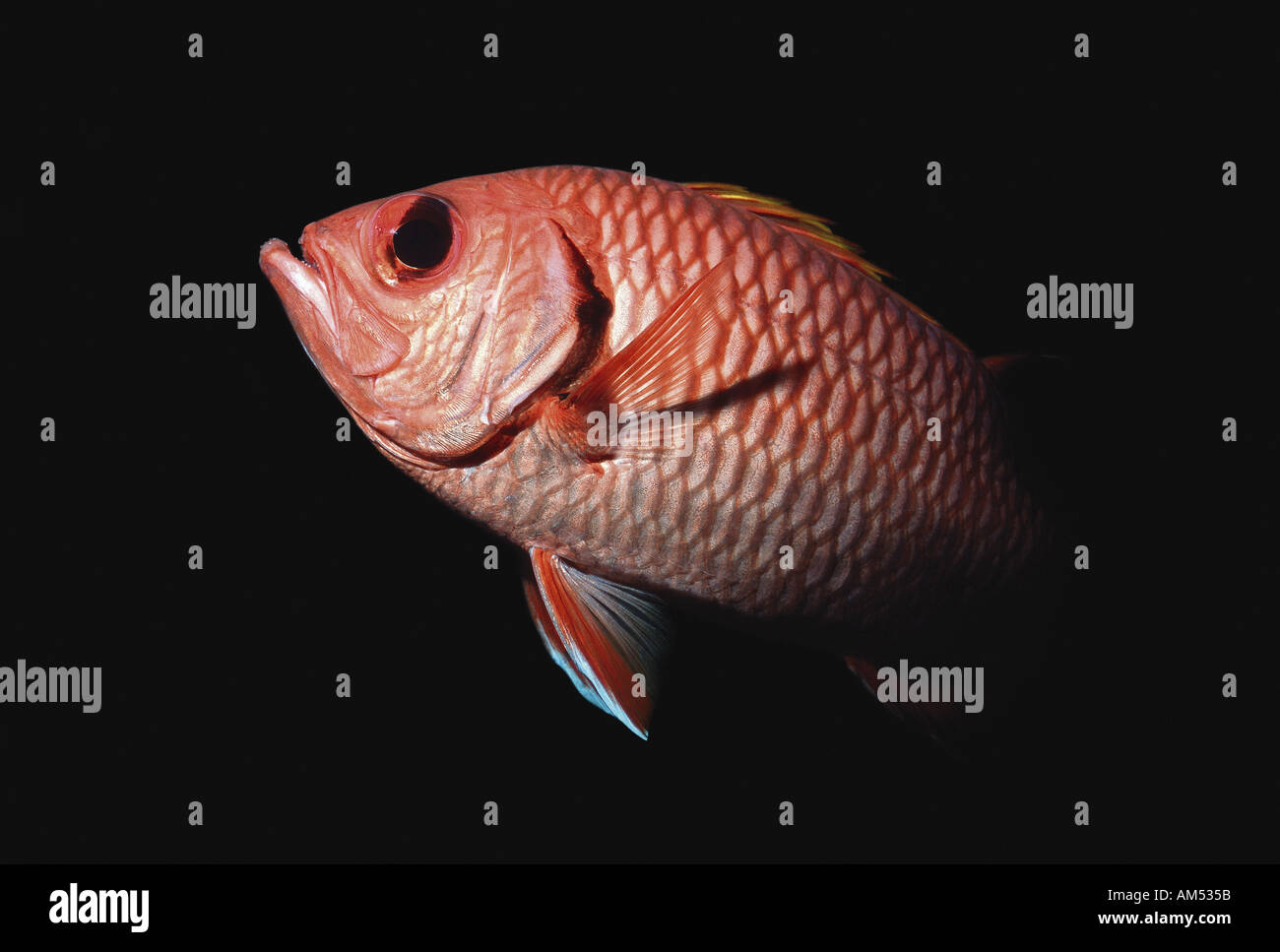 Soldierfish in the night Stock Photo