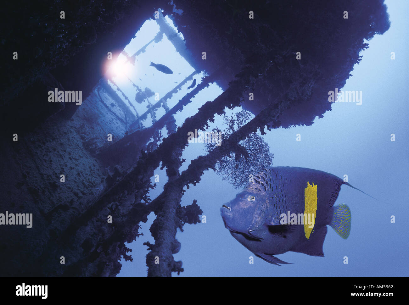 Yellowbar angelfish in the wreck of the Thistlegorm Stock Photo
