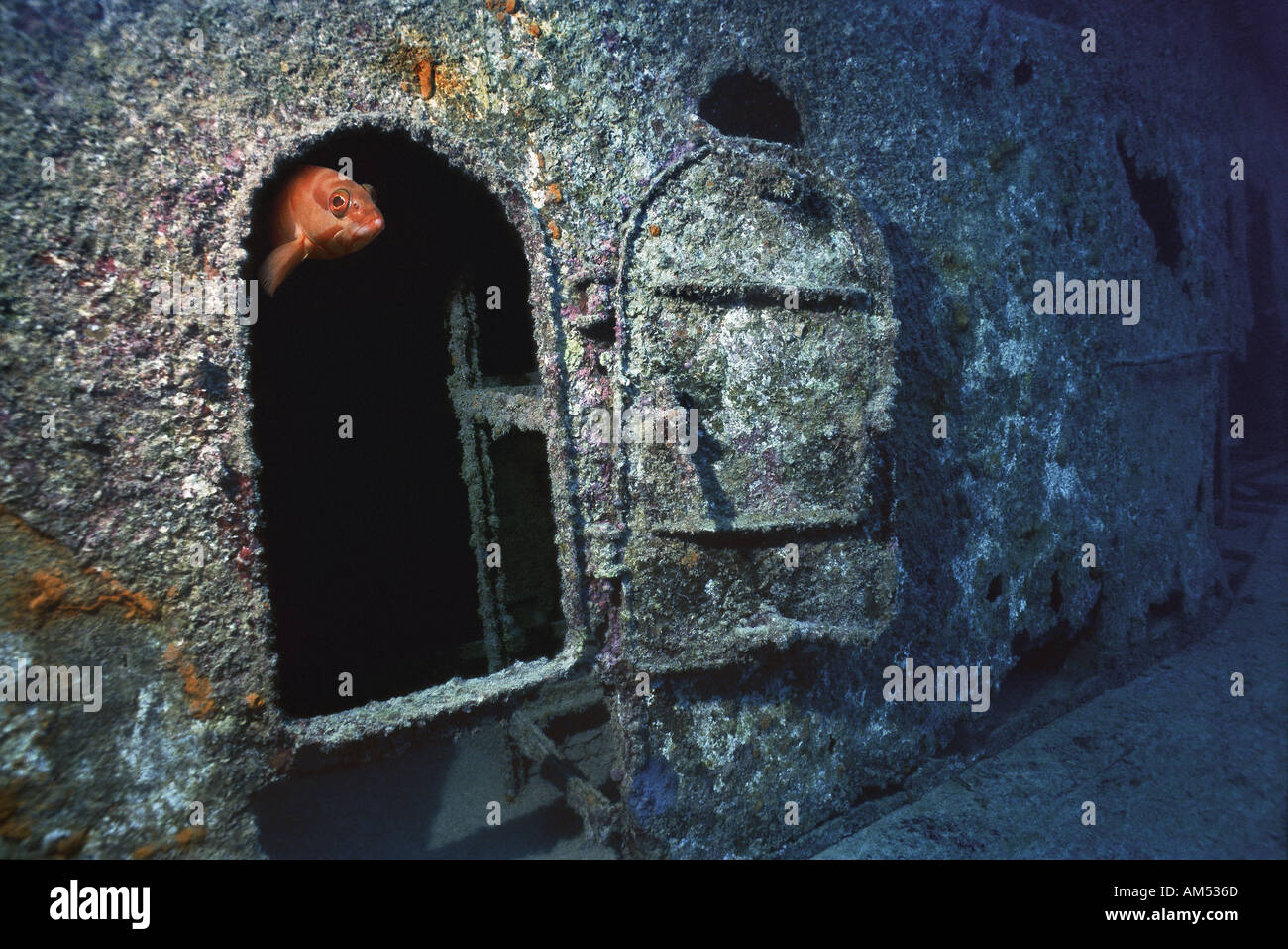 grouper appears at a door on the wreck of the Hassen Mia Stock Photo