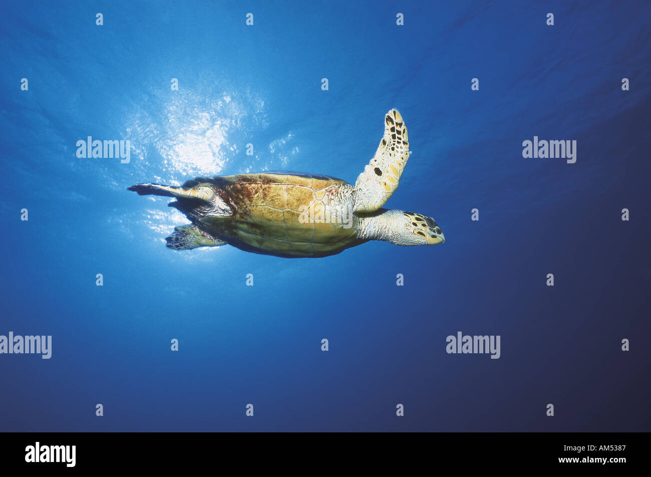 turtle swims near the surface Stock Photo