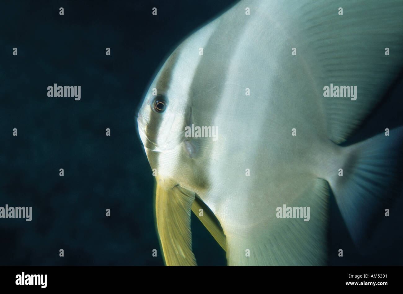 Batfishes hi-res stock photography and images - Alamy