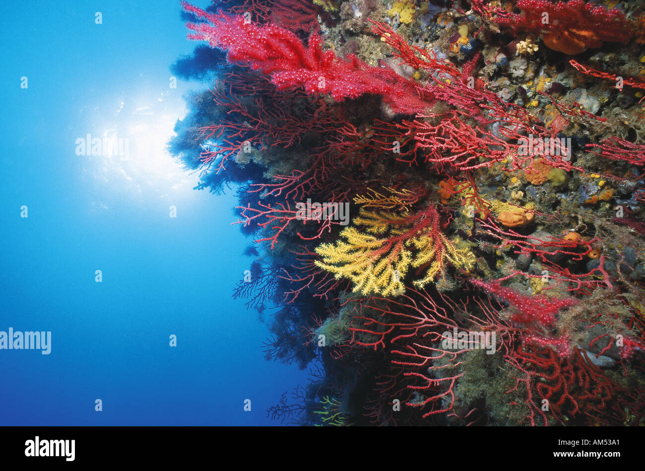lush wall of coloured sea fans in mediterranean sea Stock Photo