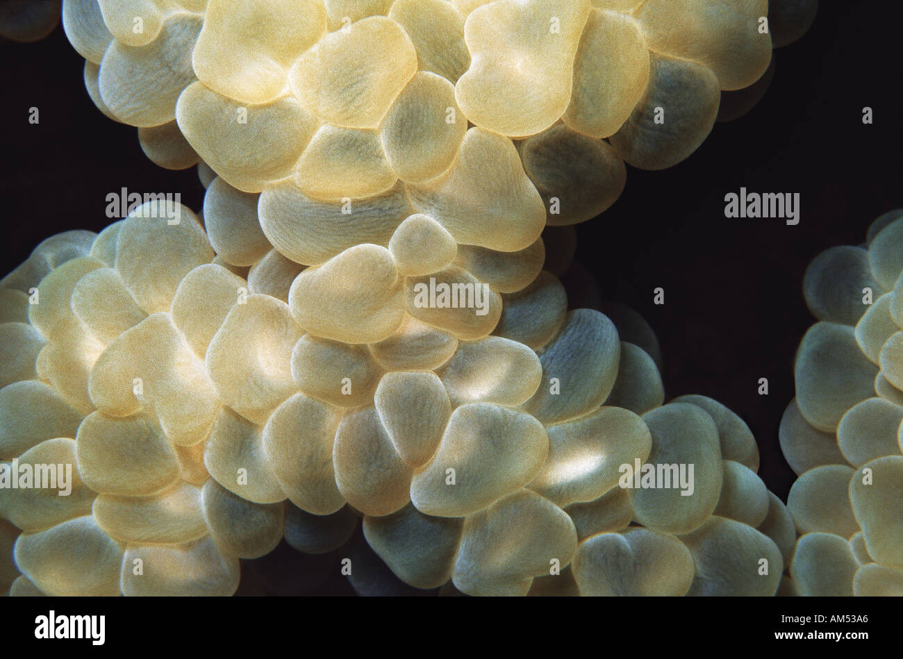 close up of bubble coral Stock Photo