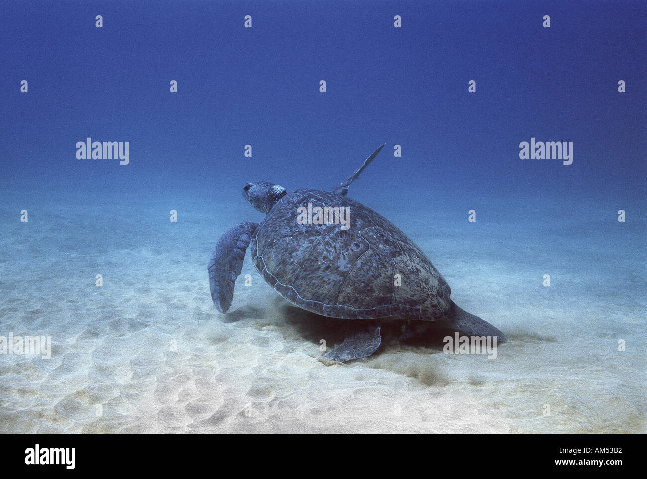 Green turtle on seabed Stock Photo