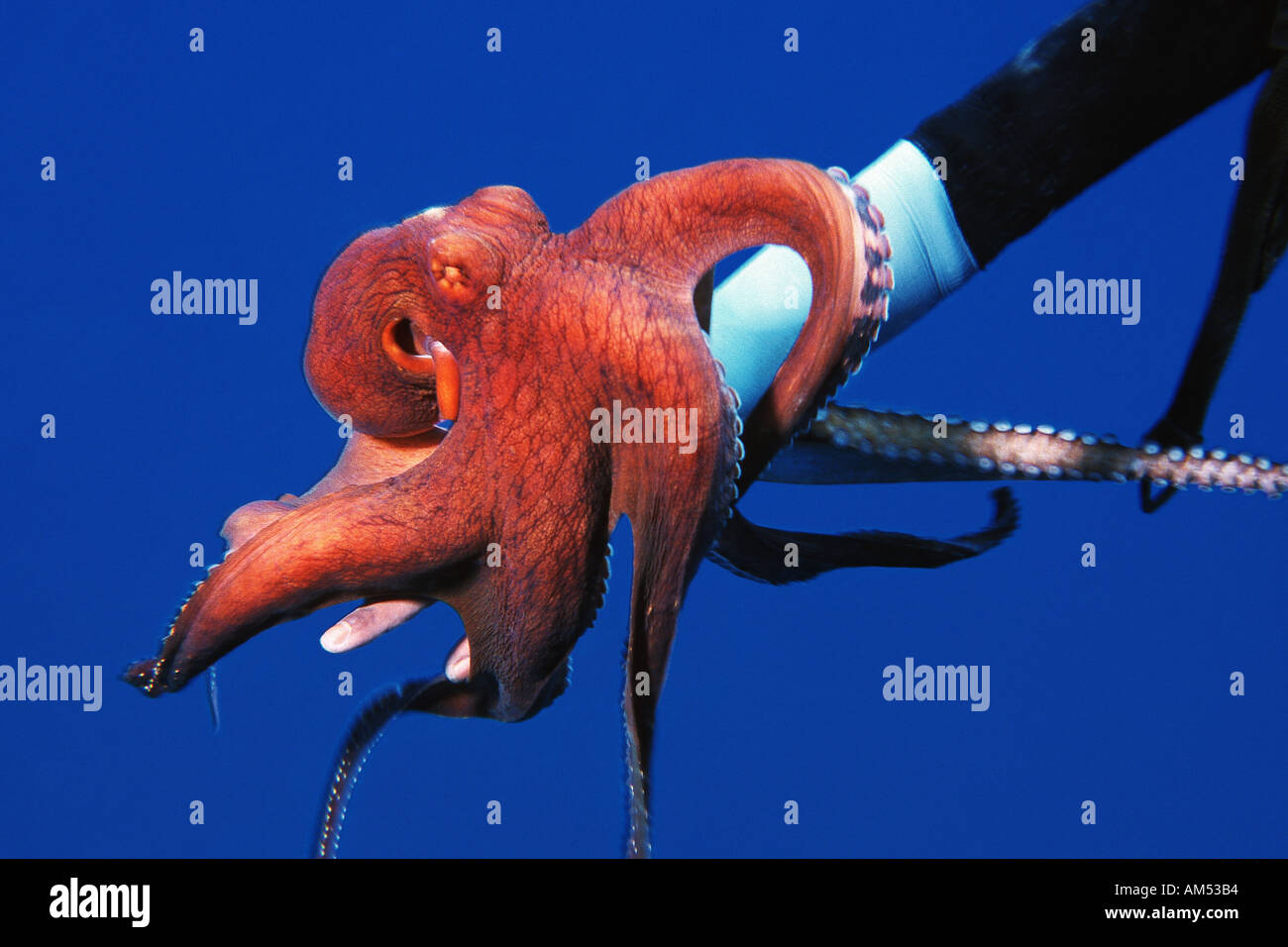 scuba diver is playing with octopus Stock Photo Alamy