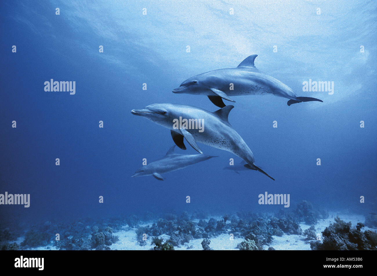 dolphin family swimming near the surface Stock Photo