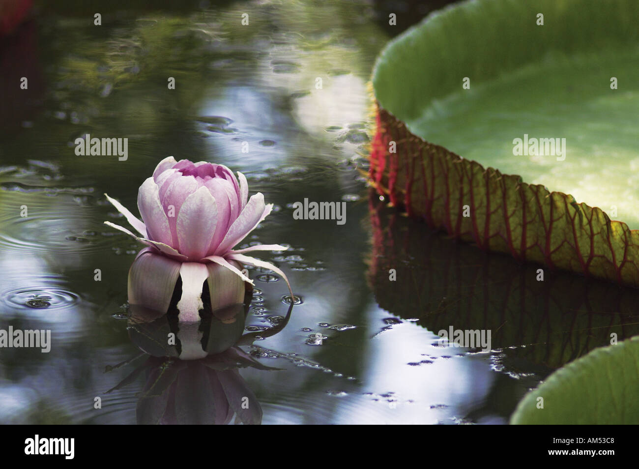 water lily flower in a pond Stock Photo
