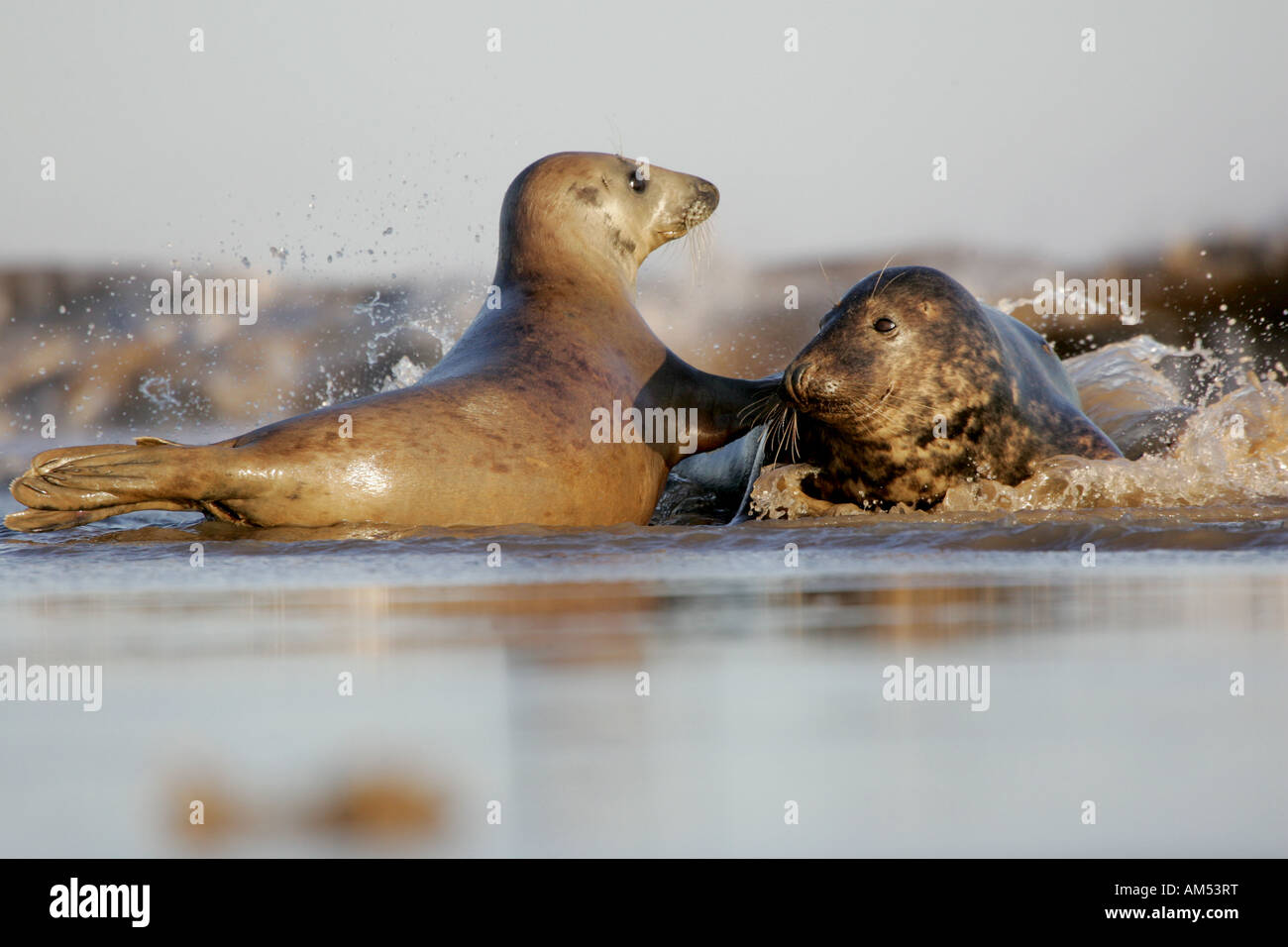 A pair of Grey Seals showing affection Stock Photo Alamy