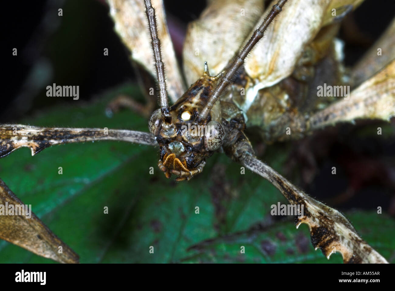 Spectre Stick Insect Exatosoma tiaratum hi-res stock photography and images - Alamy