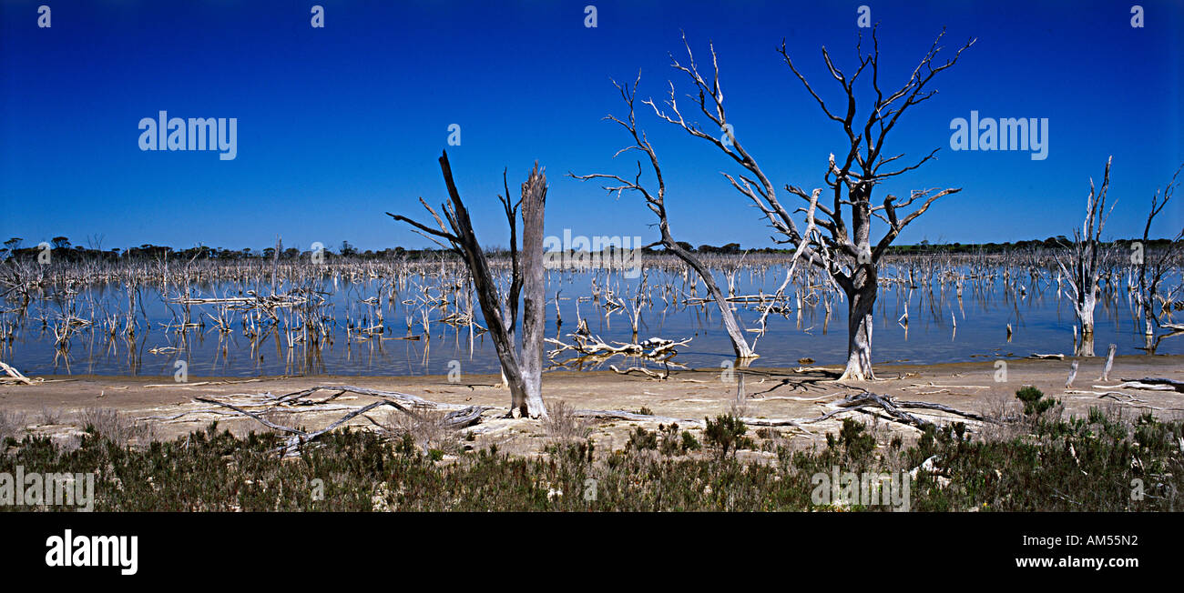 Rising salinity, farmland, Western Australia Stock Photo