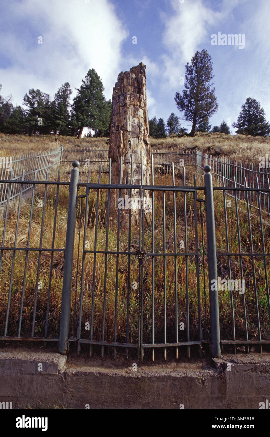 Standing petrified tree Stock Photo