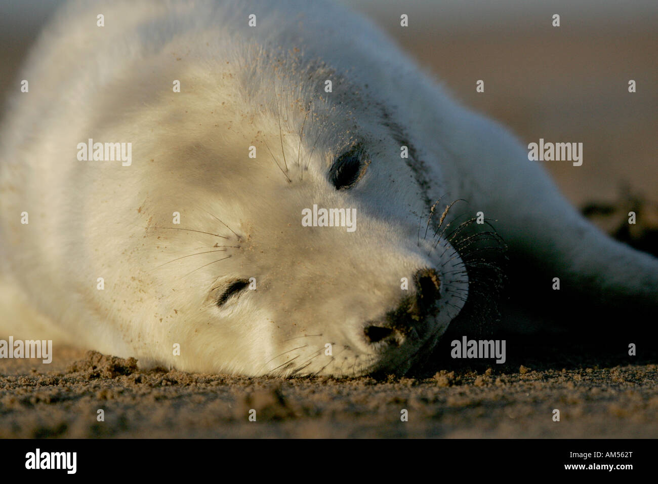 North Atlantic Grey Seal Pup (Halichoerus Grypus Stock Photo - Alamy