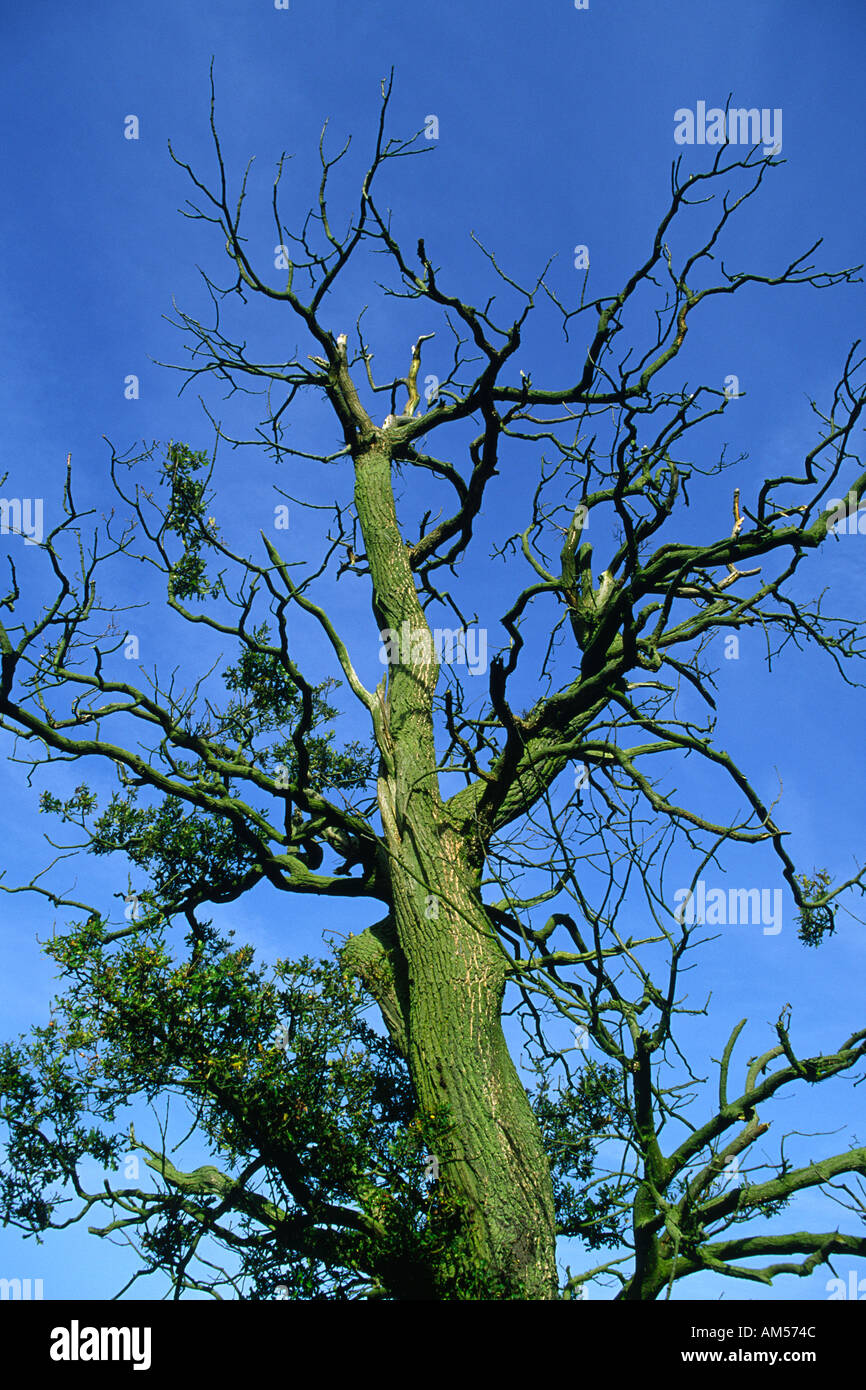 Dying oak tree Northamptonshire England Stock Photo Alamy