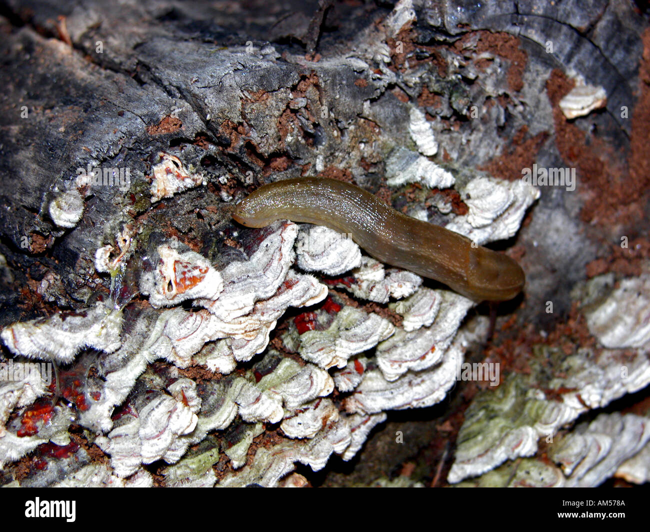 Spanish Slug (Arion lusitanicus) on lichen covered log, Spain, Stock Photo