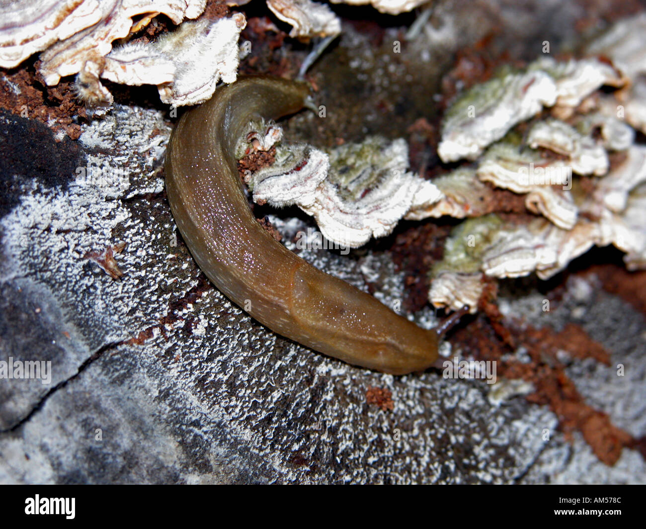 Spanish Slug (Arion lusitanicus) on lichen covered log, Spain, Stock Photo