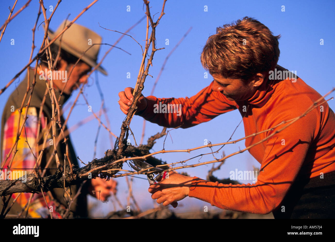 Pruning winter grape vines Stock Photo Alamy
