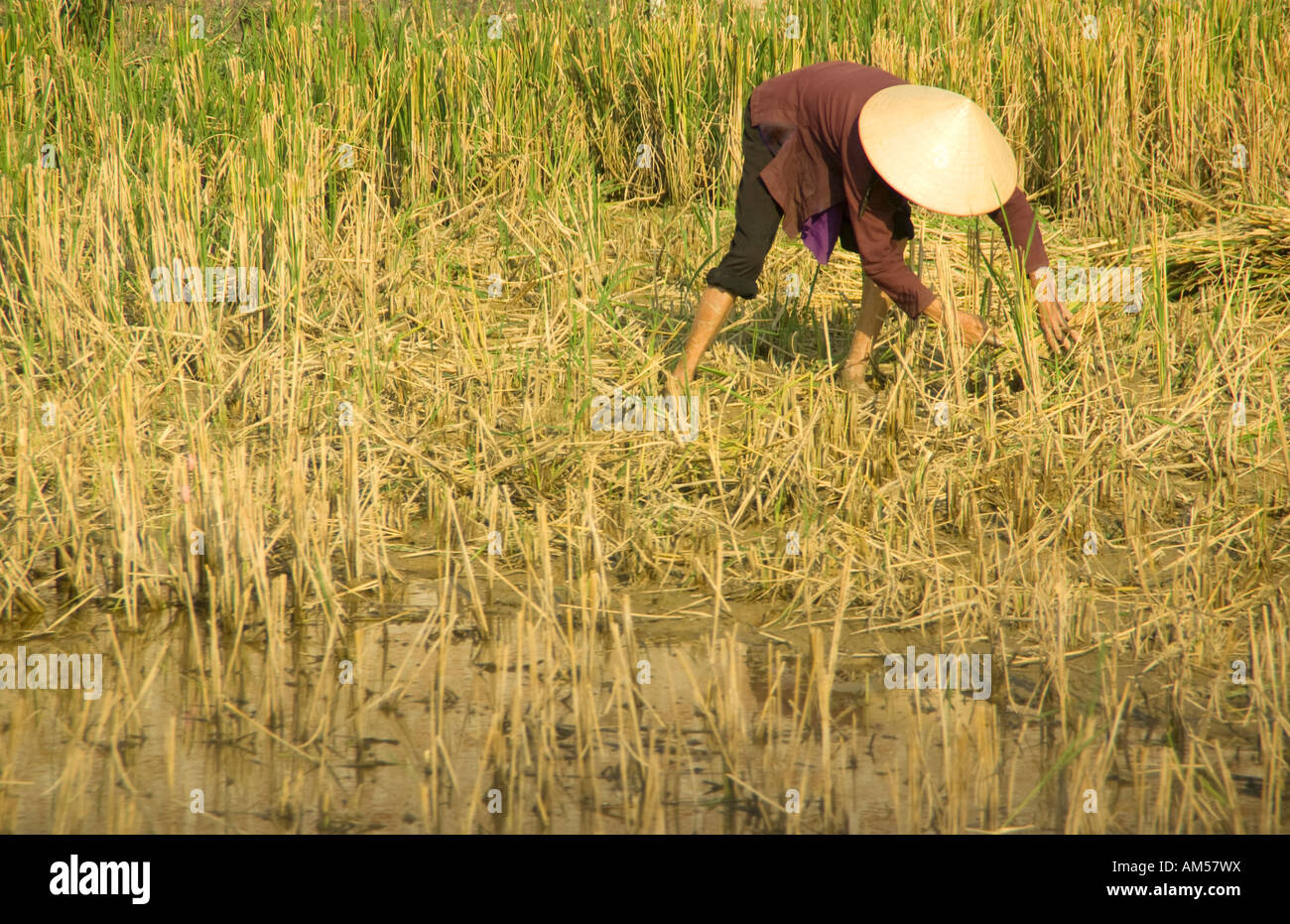 Harvesting rice hi-res stock photography and images - Alamy