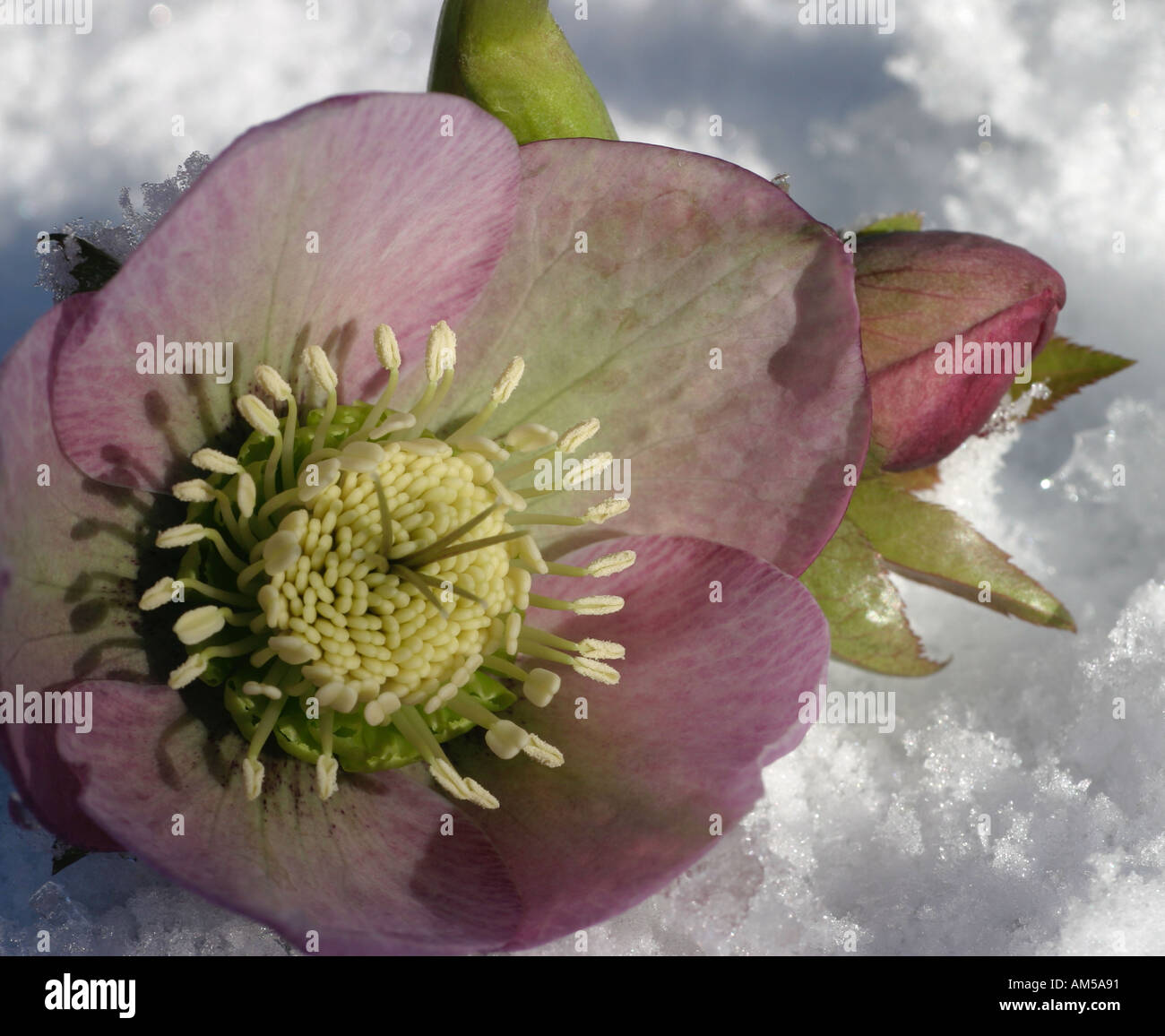 Soft pink, mauve Christmas Rose, (Hellebore)  flower head in fresh snow fall. Stock Photo