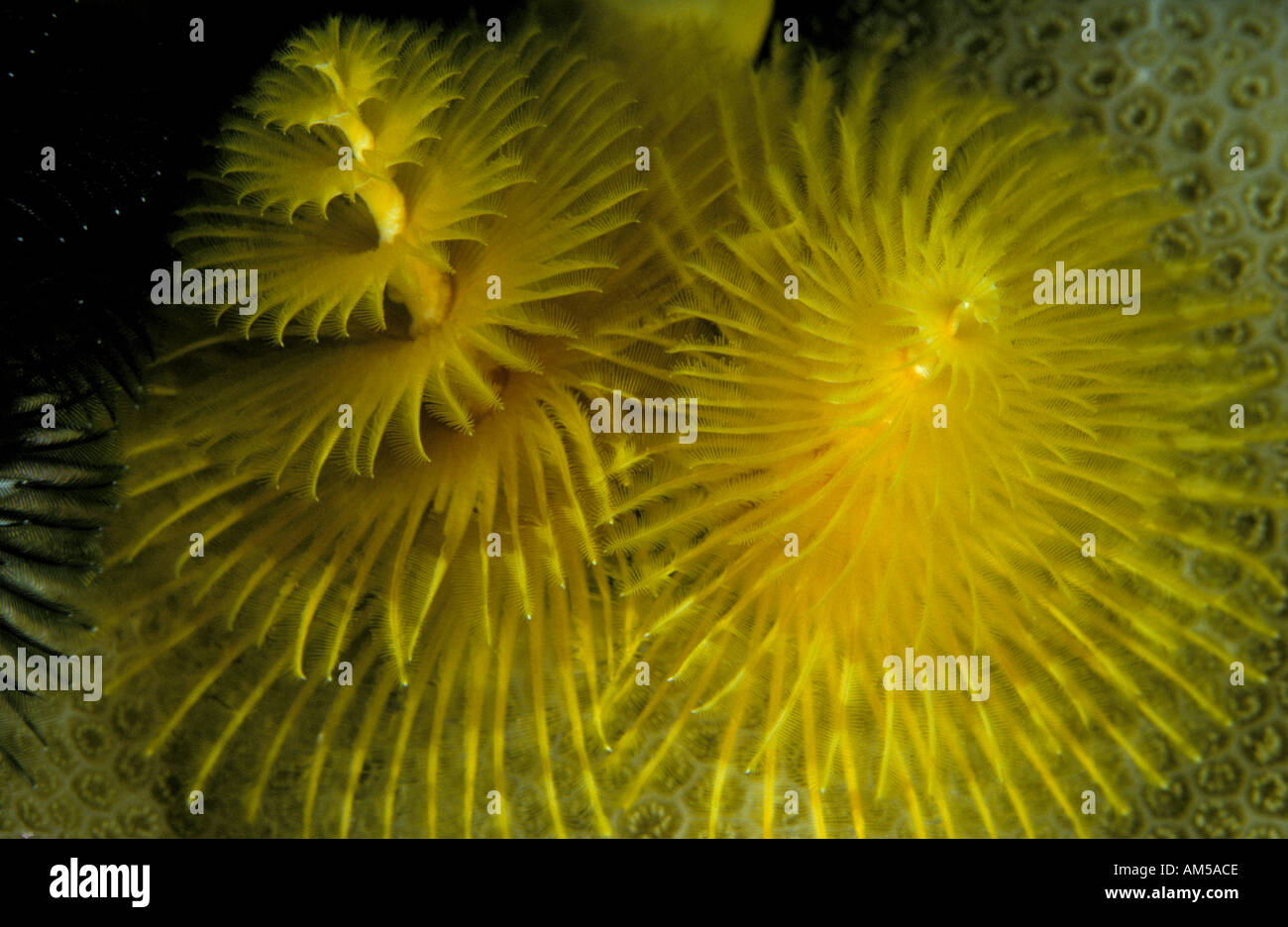 Xmas tree worm Spirobranchus giganteus Stock Photo Alamy