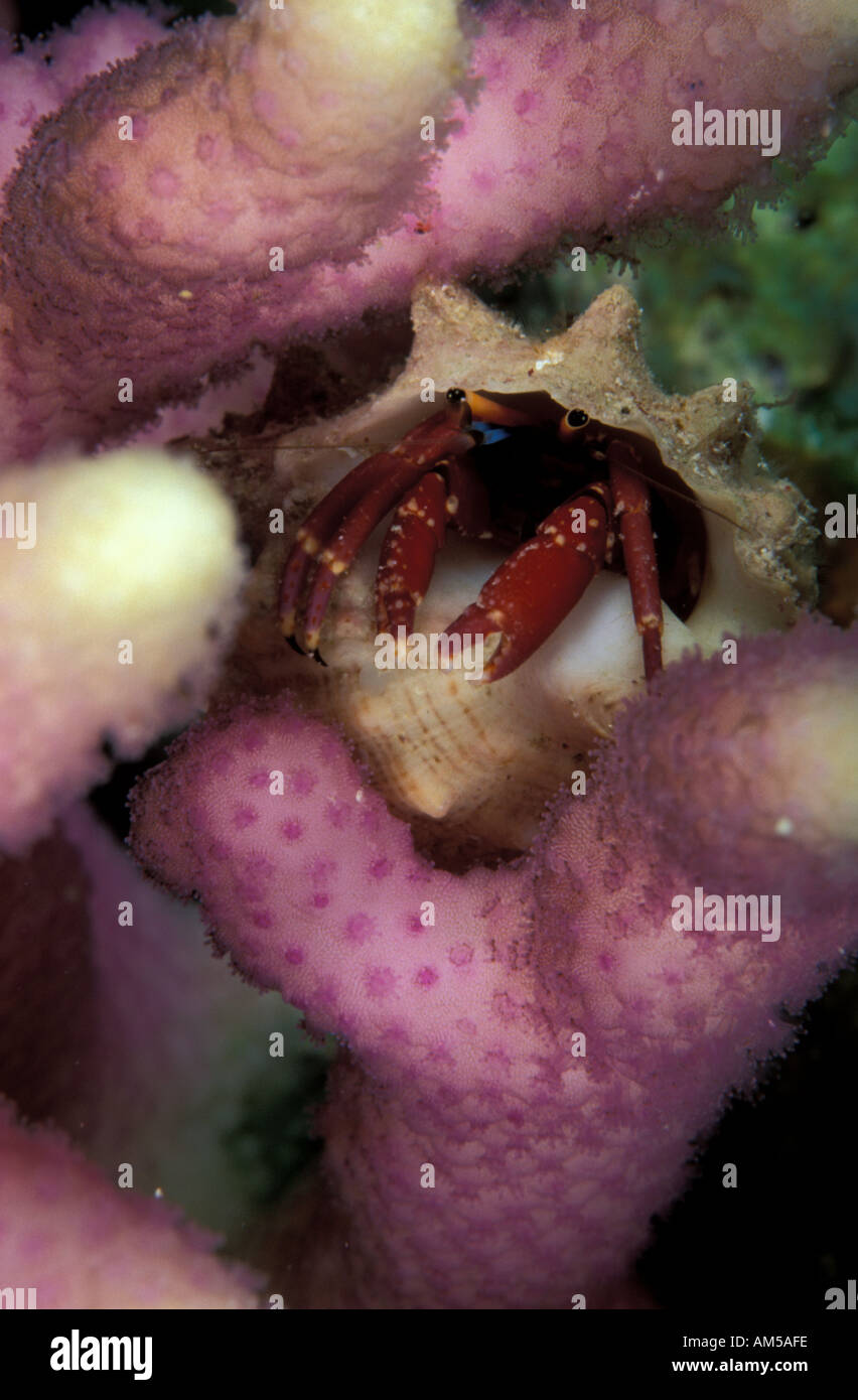 Hermit crab Calcinus rosaceus on coral Stock Photo