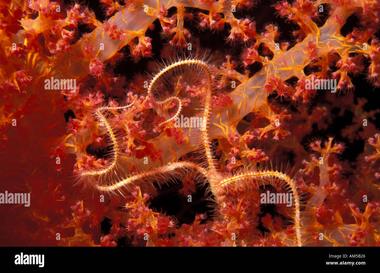 Brittle star Ophiothrix foveolata on soft coral Stock Photo