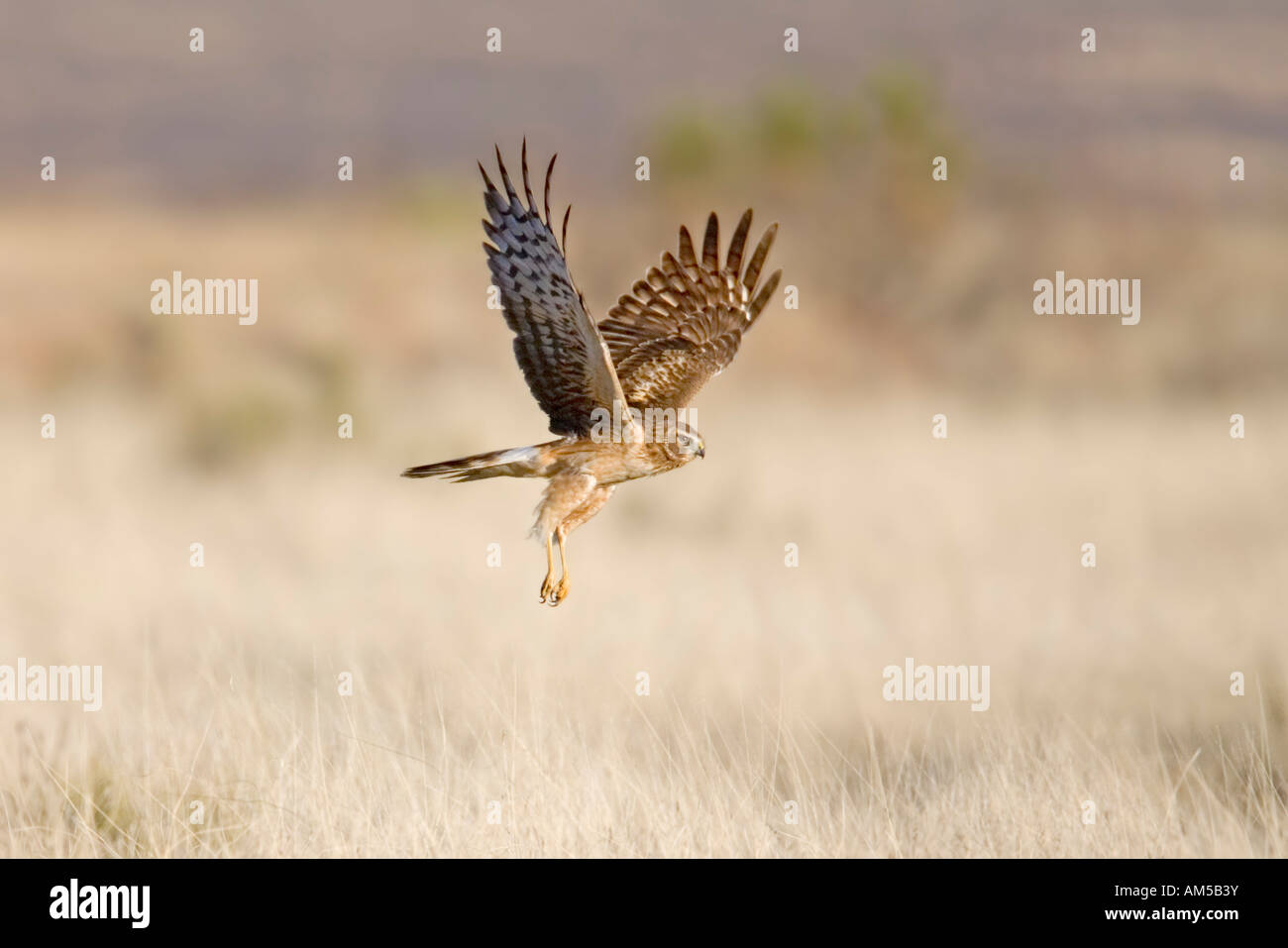 Northern Harrier Circus cyaneus Whitewater Draw WMA Cochise County Arizona United States 26 February Immature Stock Photo
