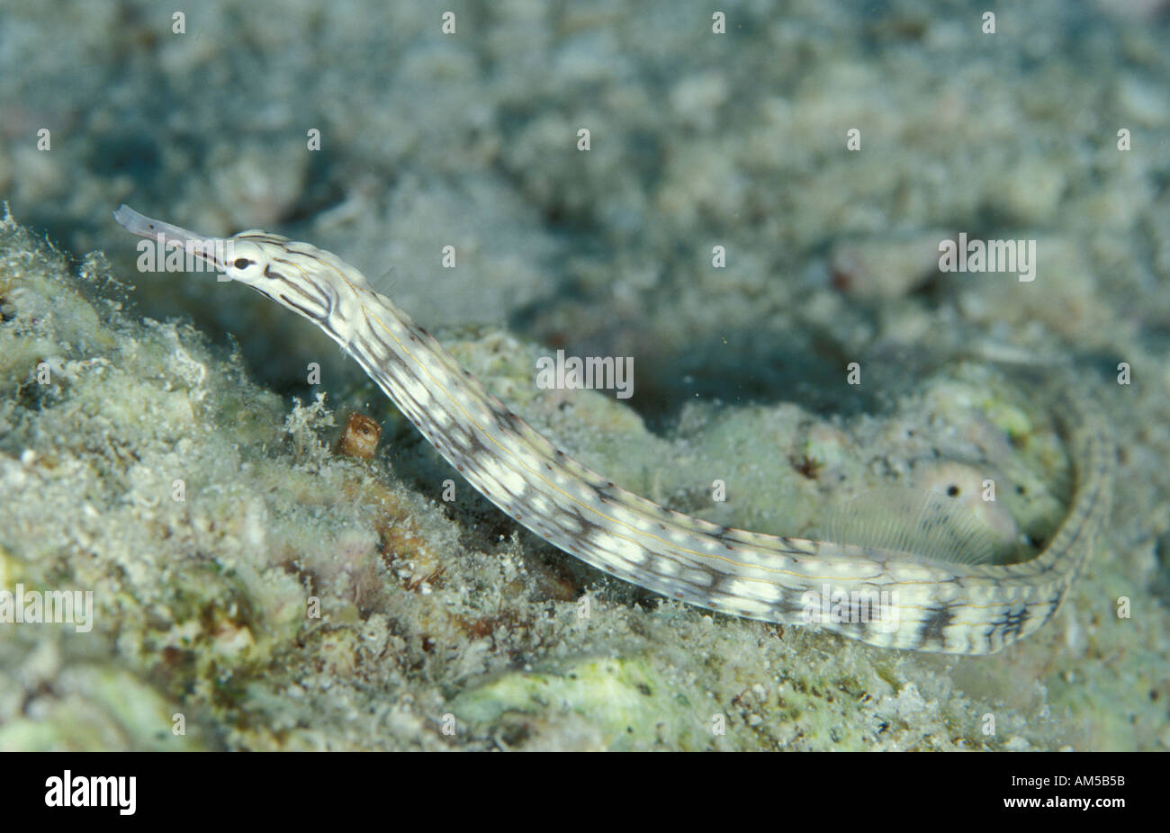 Scribbled pipefish Corythoichthys intestinalis Stock Photo