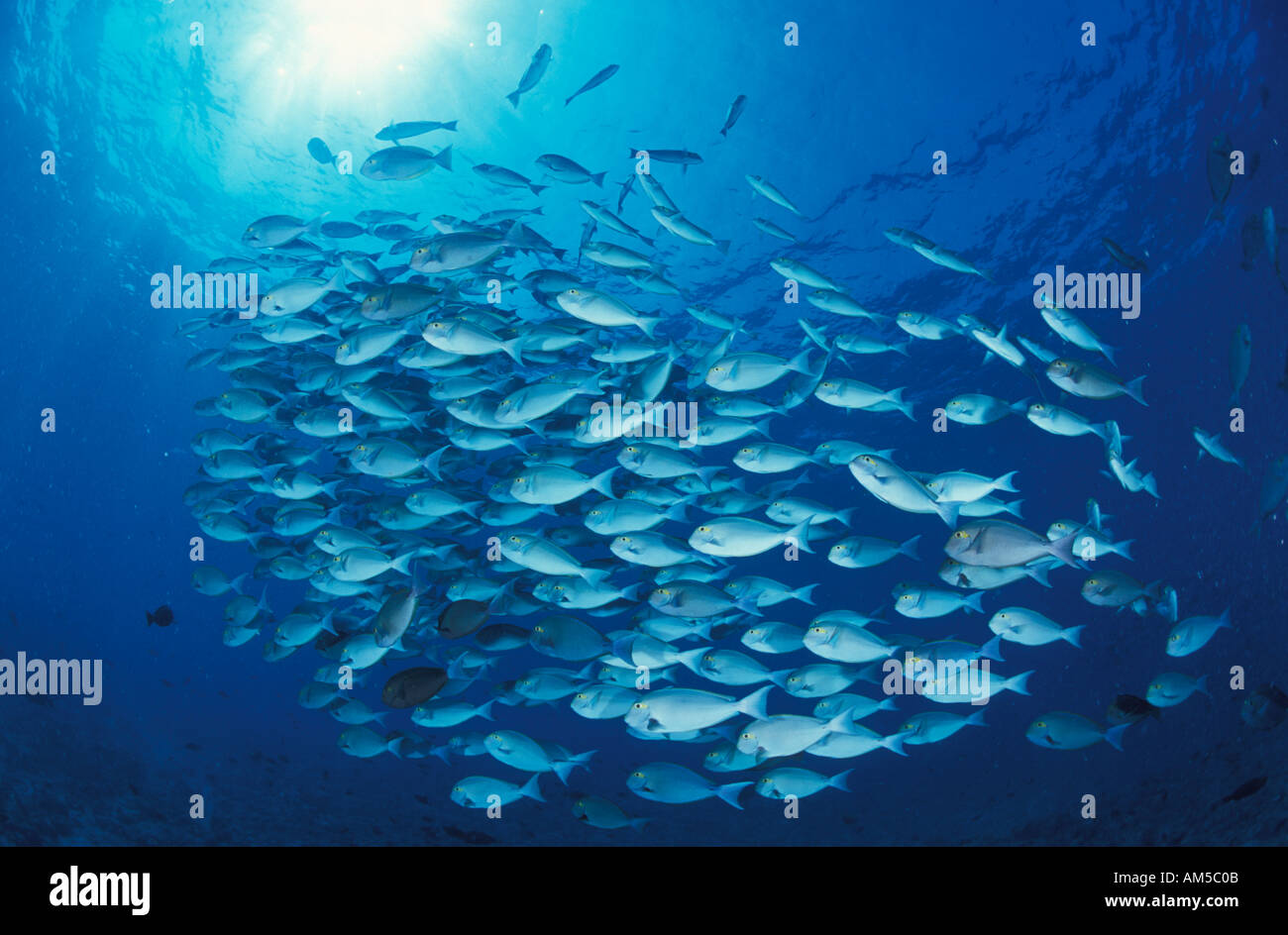 Surgeonfish Acanthura mata Stock Photo