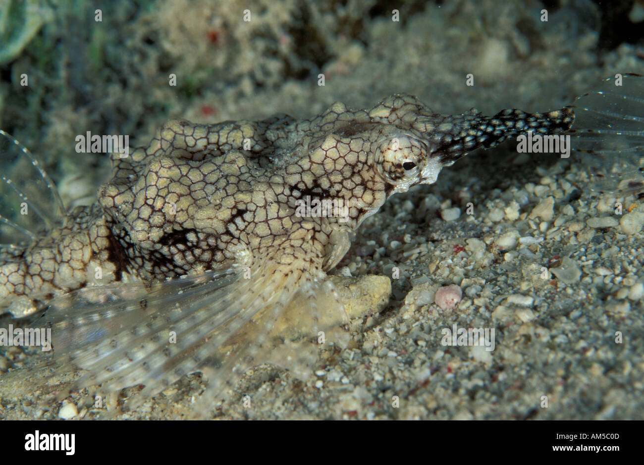 Sea moth Eurypegasus draconis Stock Photo