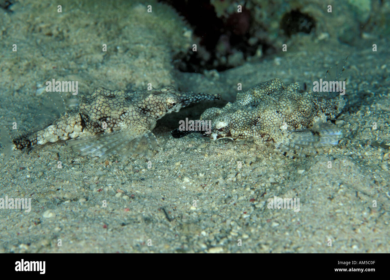 Sea moth Eurypegasus draconis Stock Photo