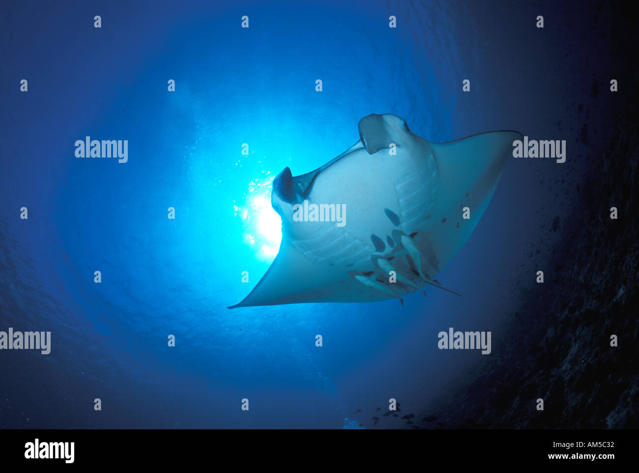 Giant Mantra Ray Manta birostris Stock Photo