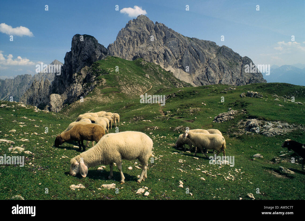 Sheep, Karwendel, Tyrol, Austria Stock Photo