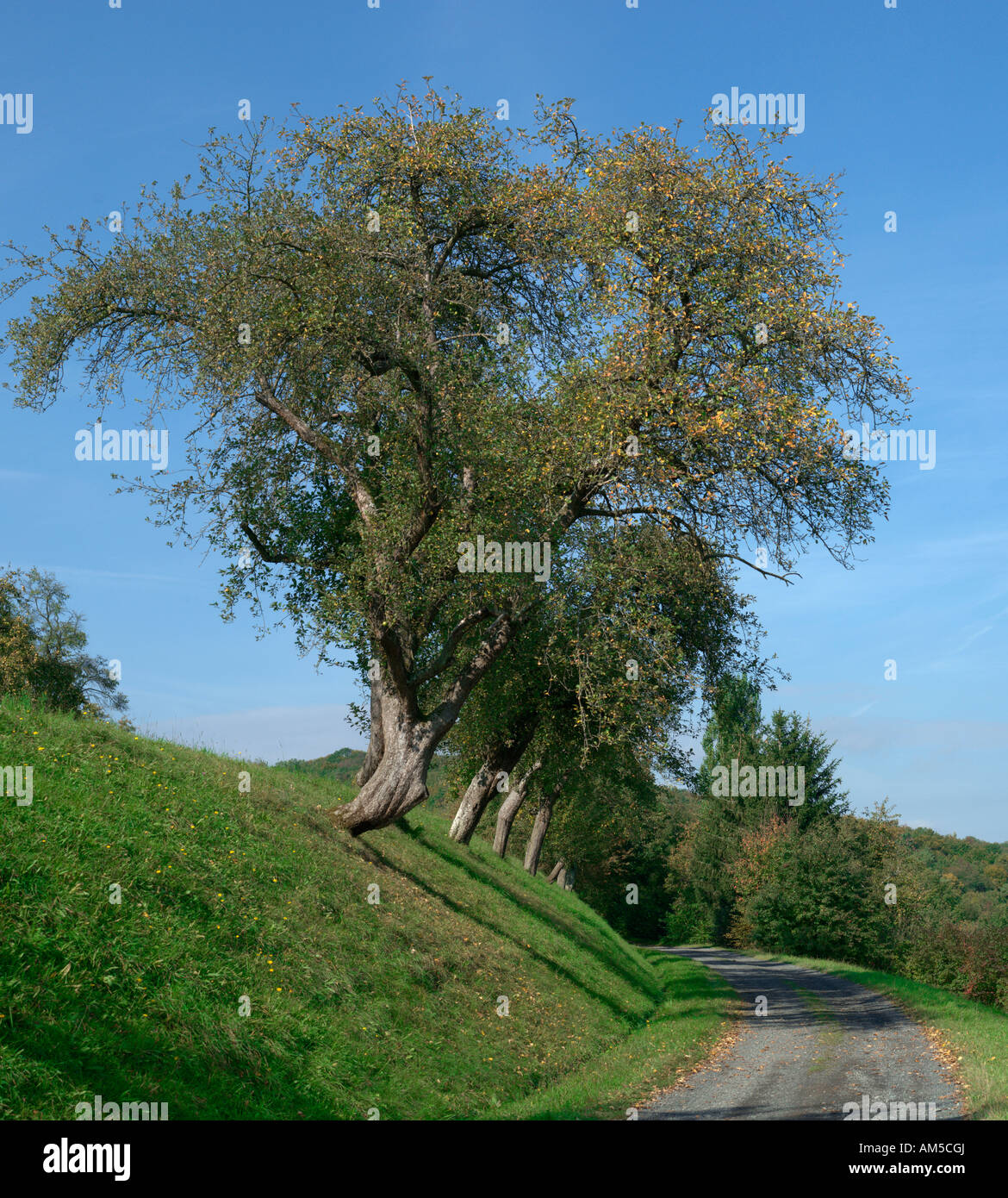 Old apple trees over the Maintal, Lower Franconia, Bavaria, Germany Stock Photo