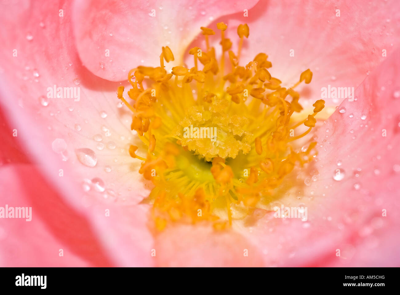 Pistil of a rose Stock Photo