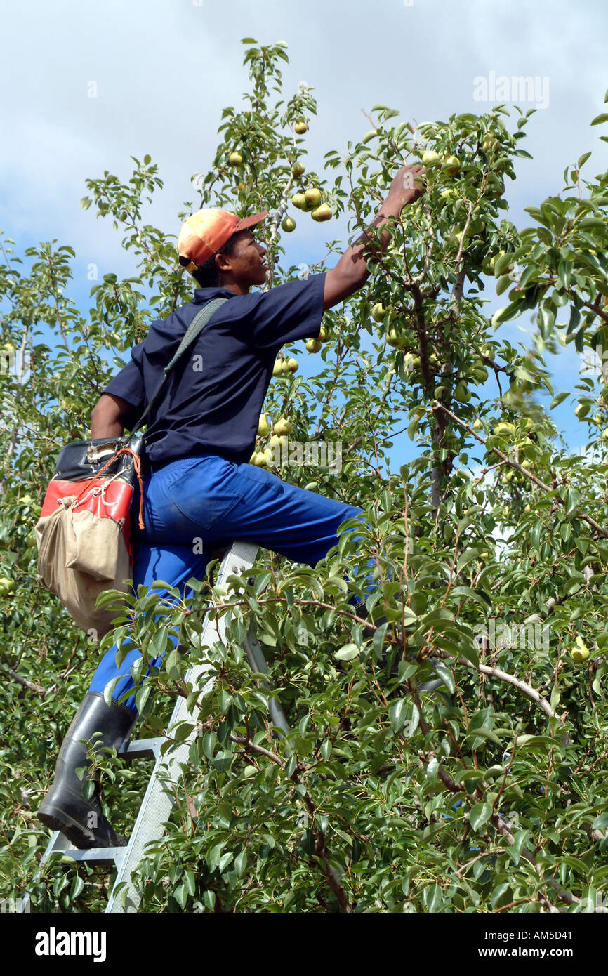 Fruit farming. Harvesting Packhams Pears in the Overberg near Elgin