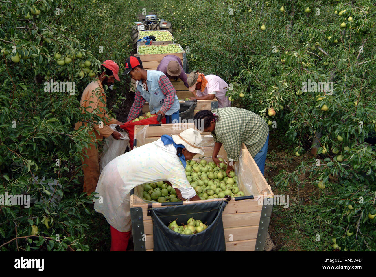 Fruit farming. Harvesting Packhams Pears in the Overberg near Elgin