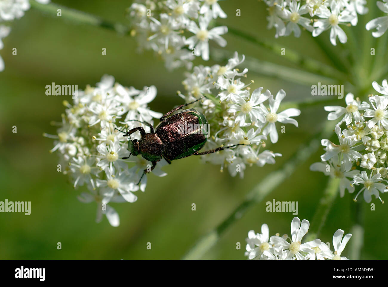 Giant hogweed (Heracleum mantegazzianum) and rose chafer (Cetonia aurata) Stock Photo