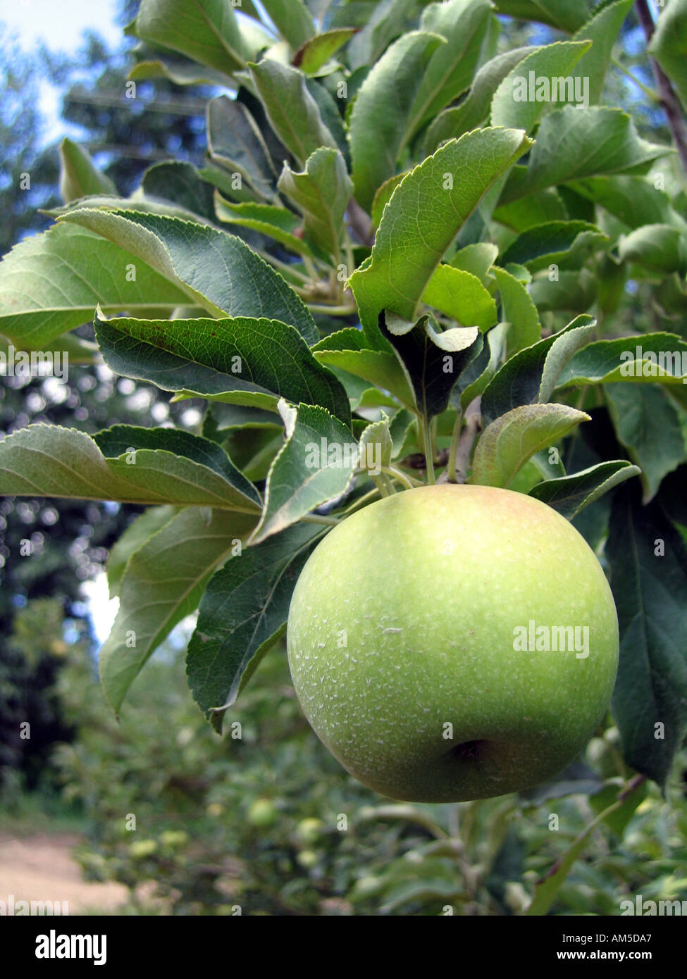 Fruit farming. Golden Delicious Apple ready for Harvesting near Elgin