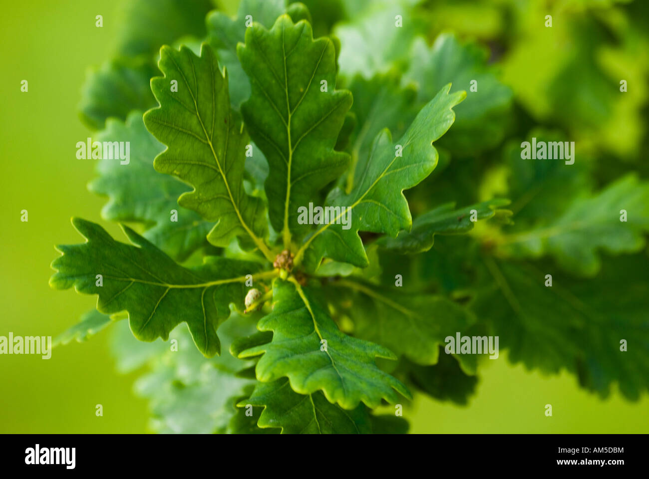 Young oak leaves in spring Stock Photo