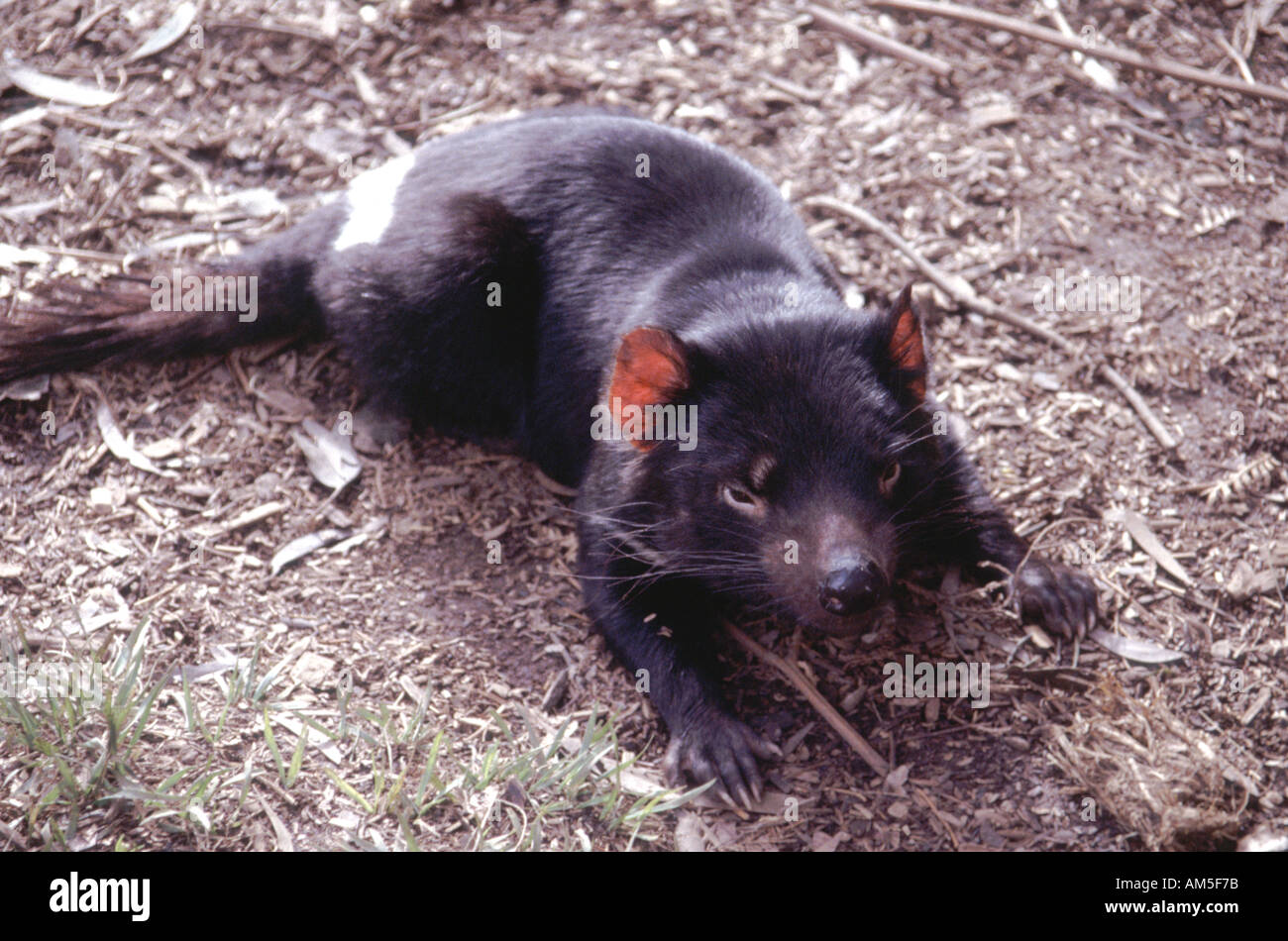 Tasmanian Devil in Tasmania Australia Stock Photo