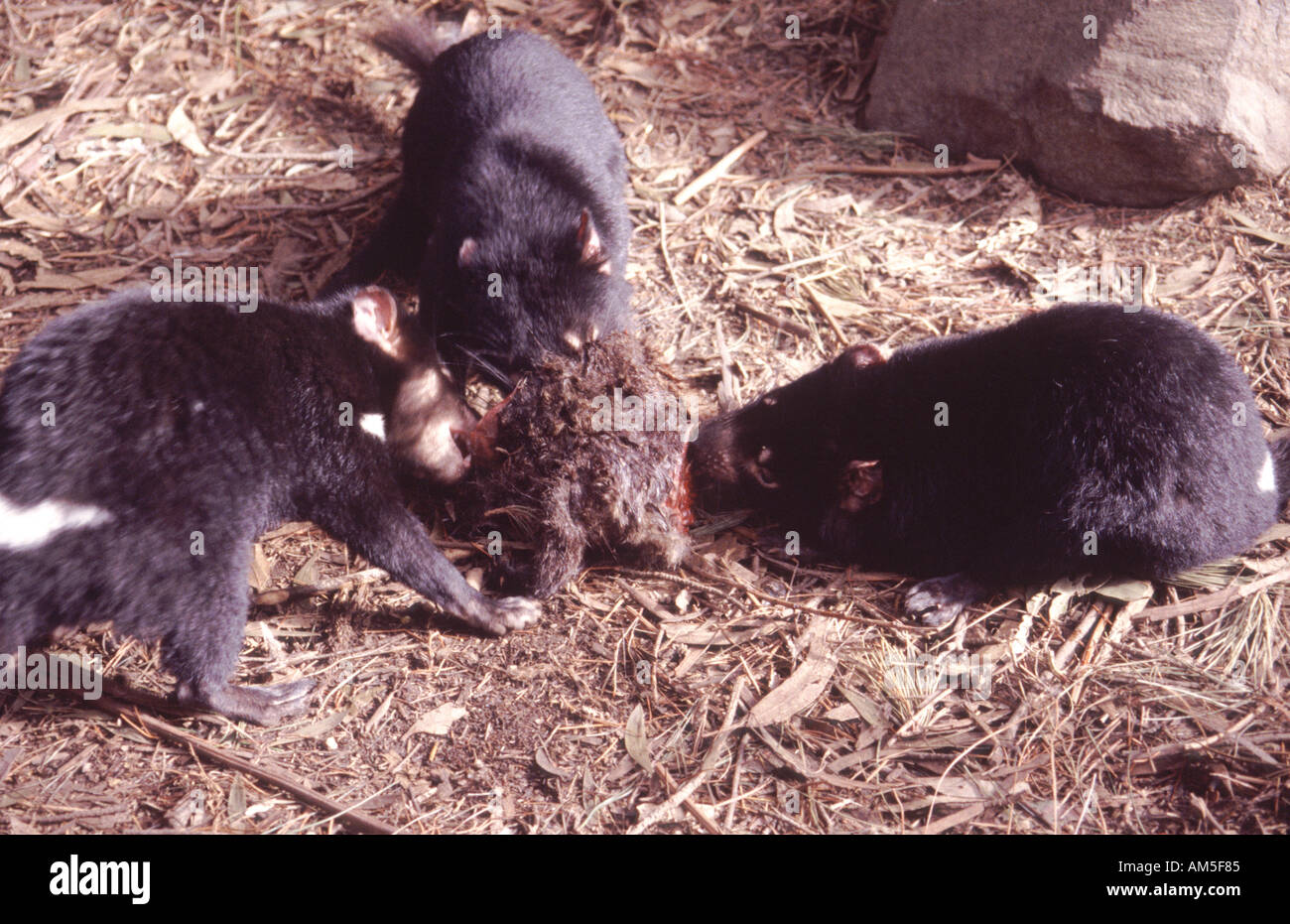 Tasmanian Devils eating, Tasmania Australia Stock Photo